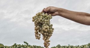 González Byass inicia su primera Vendimia Ecológica en la D.O. Jerez González Byass inicia su primera Vendimia Ecológica en la D.O. Jerez