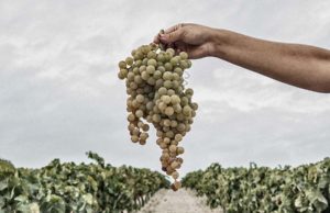 González Byass inicia su primera Vendimia Ecológica en la D.O. Jerez González Byass inicia su primera Vendimia Ecológica en la D.O. Jerez