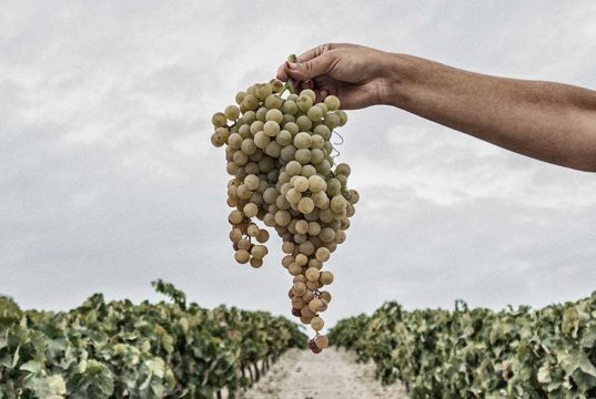 González Byass inicia su primera Vendimia Ecológica en la D.O. Jerez González Byass inicia su primera Vendimia Ecológica en la D.O. Jerez