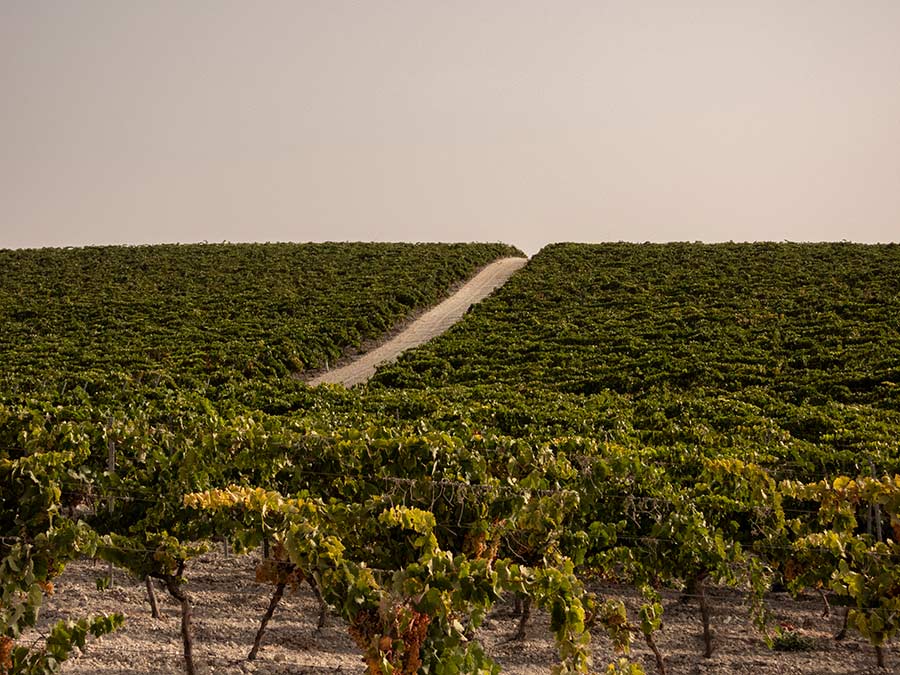 Viña El Caribe de Bodegas Diez Mérito