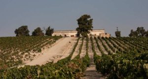 Historia de la Viña El Caribe de Bodegas Diez Mérito Historia de la Viña El Caribe de Bodegas Diez Mérito