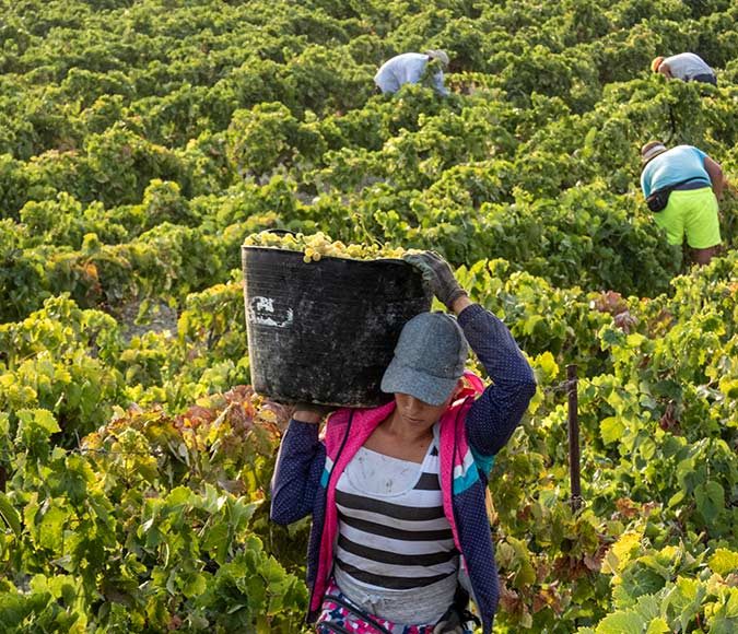 La Vendimia en Viña Caribe de Bodegas Diez Mérito