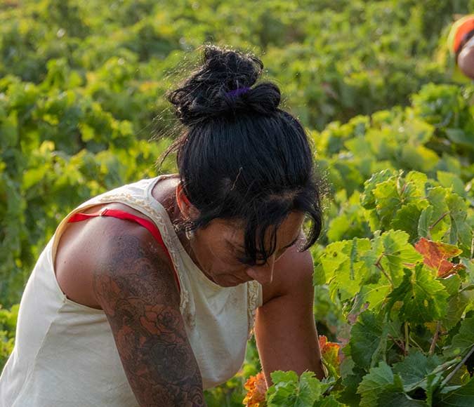 La Vendimia en Viña Caribe de Bodegas Diez Mérito