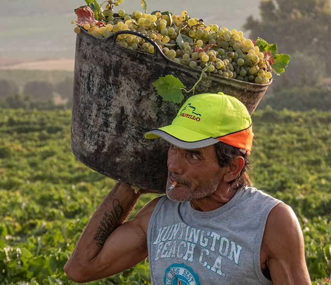 La Vendimia en Viña Caribe de Bodegas Diez Mérito