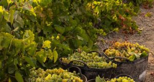 La Vendimia en Viña Caribe de Bodegas Diez Mérito La Vendimia en Viña Caribe de Bodegas Diez Mérito