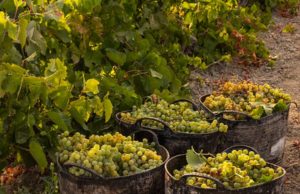 La Vendimia en Viña Caribe de Bodegas Diez Mérito La Vendimia en Viña Caribe de Bodegas Diez Mérito