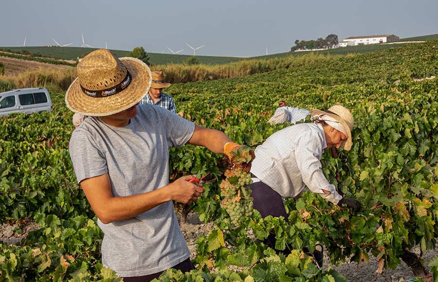 La Vendimia en Viña Caribe de Bodegas Diez Mérito