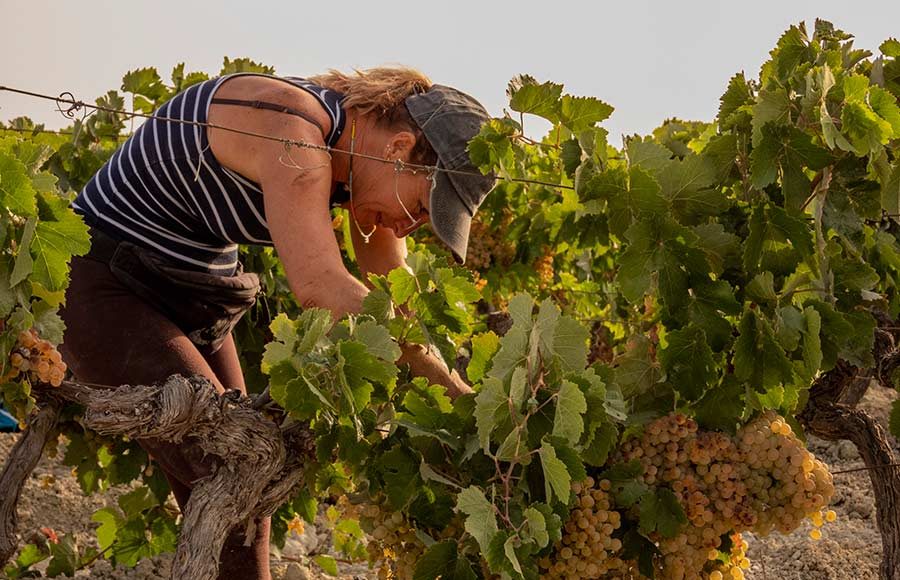 La Vendimia en Viña Caribe de Bodegas Diez Mérito