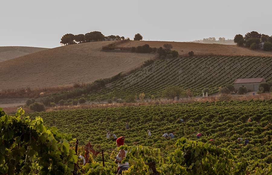 La Vendimia en Viña Caribe de Bodegas Diez Mérito