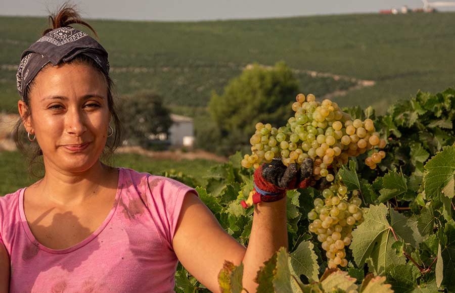 La Vendimia en Viña Caribe de Bodegas Diez Mérito