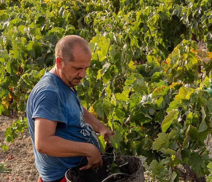 La Vendimia en Viña Caribe de Bodegas Diez Mérito