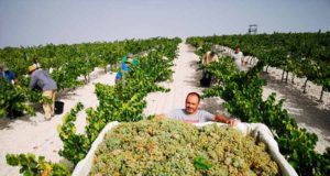 Los primeros Sauvignon Blanc y Chardonnay de Moriles nacen de noche Los primeros Sauvignon Blanc y Chardonnay de Moriles nacen de noche