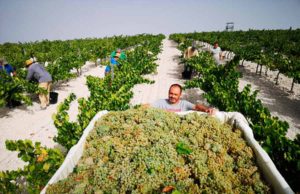 Los primeros Sauvignon Blanc y Chardonnay de Moriles nacen de noche Los primeros Sauvignon Blanc y Chardonnay de Moriles nacen de noche