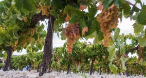 Sobre la educación infantil en el Jerez Sobre la educación infantil en el Jerez