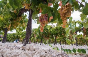 Sobre la educación infantil en el Jerez Sobre la educación infantil en el Jerez