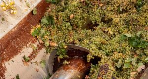 Trabajos de vendimia en la Cooperativa Vitivinícola Jerezana Nuestra Señora de Las Angustias Trabajos de vendimia en la Cooperativa Vitivinícola Jerezana Nuestra Señora de Las Angustias