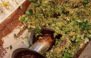 Trabajos de vendimia en la Cooperativa Vitivinícola Jerezana Nuestra Señora de Las Angustias Trabajos de vendimia en la Cooperativa Vitivinícola Jerezana Nuestra Señora de Las Angustias