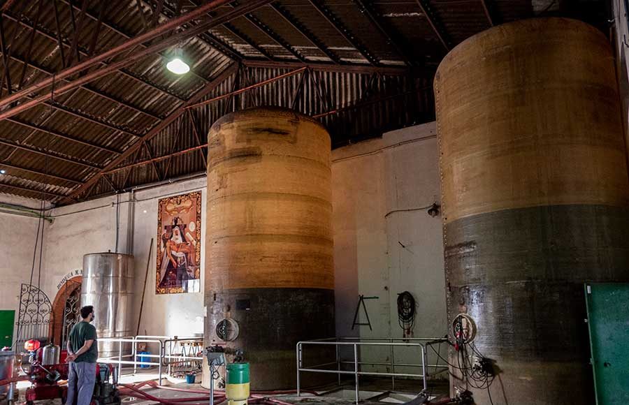 Trabajos de vendimia en la Cooperativa Vitivinícola Jerezana Nuestra Señora de Las Angustias