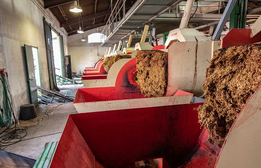 Trabajos de vendimia en la Cooperativa Vitivinícola Jerezana Nuestra Señora de Las Angustias