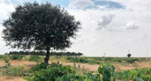 González Byass, el “Ángel de Viñas” González Byass, el “Ángel de Viñas”