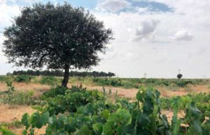 González Byass, el “Ángel de Viñas” González Byass, el “Ángel de Viñas”