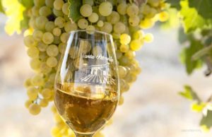 Viña y Bodega Santa Petronila Viña y Bodega Santa Petronila