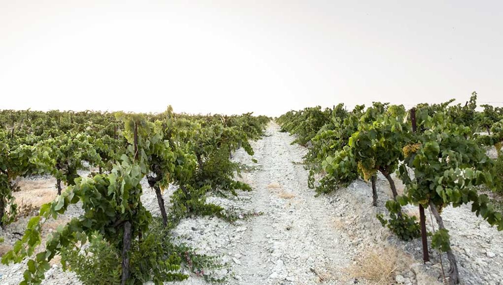 Viña y Bodega Santa Petronila