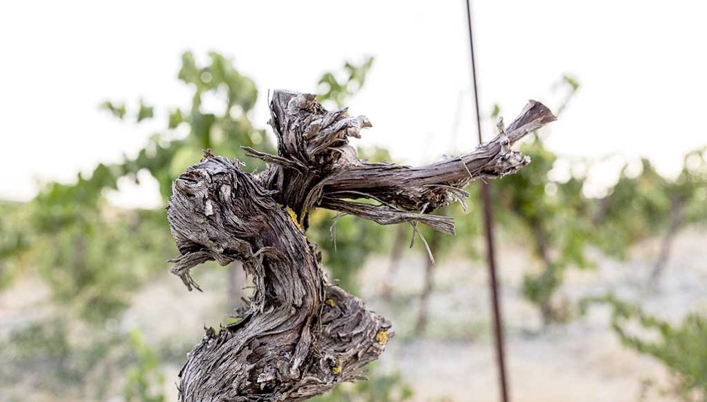 Viña y Bodega Santa Petronila