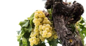 La uva del Marco de Jerez busca precio Viña y Bodega Santa Petronila