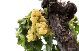 La uva del Marco de Jerez busca precio Viña y Bodega Santa Petronila