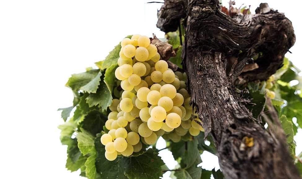 Viña y Bodega Santa Petronila