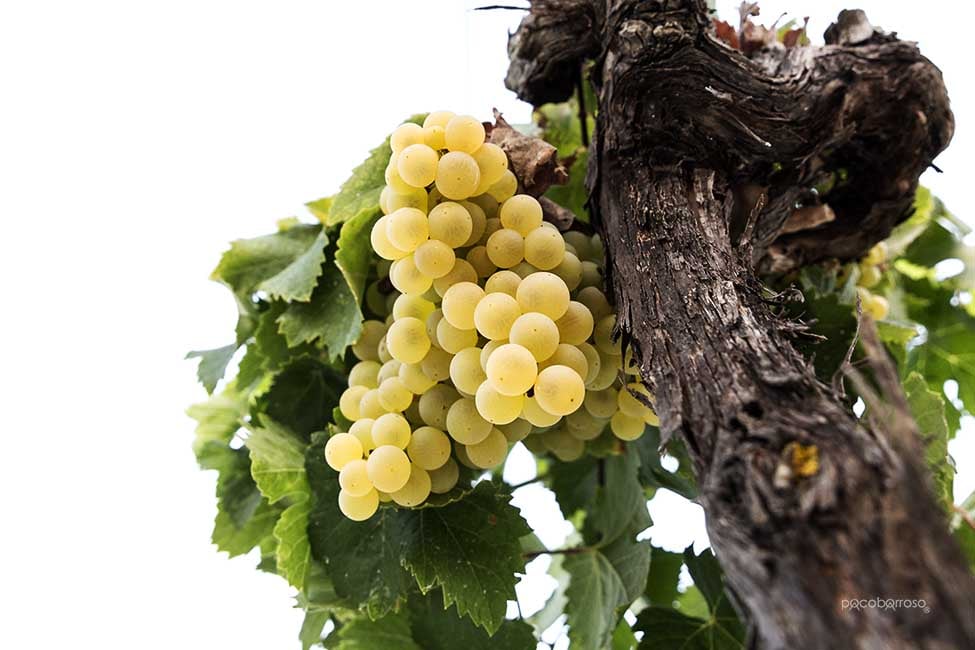 Viña y Bodega Santa Petronila