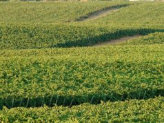 Iberdrola premia “winesolar”, el proyecto de Energía Fotovoltaica en el viñedo de González Byass Iberdrola premia “winesolar”, el proyecto de Energía Fotovoltaica en el viñedo de González Byass