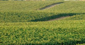 Iberdrola premia “winesolar”, el proyecto de Energía Fotovoltaica en el viñedo de González Byass Iberdrola premia “winesolar”, el proyecto de Energía Fotovoltaica en el viñedo de González Byass