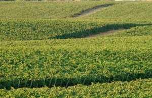 Iberdrola premia “winesolar”, el proyecto de Energía Fotovoltaica en el viñedo de González Byass Iberdrola premia “winesolar”, el proyecto de Energía Fotovoltaica en el viñedo de González Byass