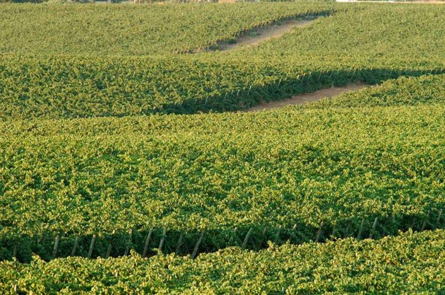 Iberdrola premia “winesolar”, el proyecto de Energía Fotovoltaica en el viñedo de González Byass