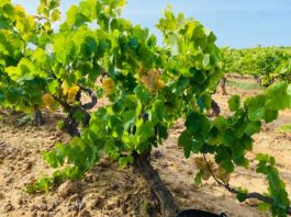 “Ángel de viñas” de González Byass recuperará dos viñedos singulares ubicados en el corazón de Espiells