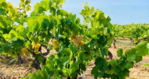 “Ángel de viñas” de González Byass recuperará dos viñedos singulares ubicados en el corazón de Espiells “Ángel de viñas” de González Byass recuperará dos viñedos singulares ubicados en el corazón de Espiells