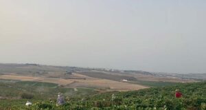 Valdespino, única y diferente desde la vendimia Vista de Macharnudo en plena vendimia manual.