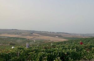 Valdespino, única y diferente desde la vendimia Vista de Macharnudo en plena vendimia manual.