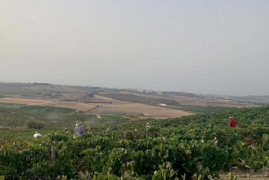 Valdespino, única y diferente desde la vendimia Vista de Macharnudo en plena vendimia manual.