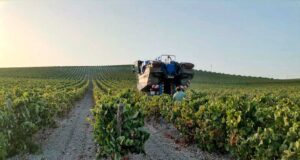 José Estévez comienza la Vendimia Vendimia Estévez