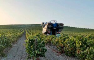 José Estévez comienza la Vendimia Vendimia Estévez