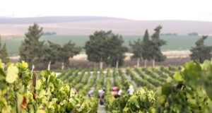 Se Compra Vino: Razón Aquí Vendimia Viña Nini, cerro Pelao: Un sueño, una realidad