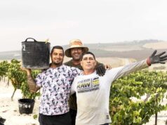 Vendimia Viña Nini, cerro Pelao: Un sueño, una realidad Vendimia Viña Nini, cerro Pelao: Un sueño, una realidad