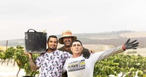 Vendimia Viña Nini, cerro Pelao: Un sueño, una realidad Vendimia Viña Nini, cerro Pelao: Un sueño, una realidad