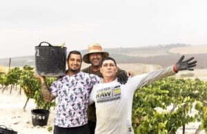 Vendimia Viña Nini, cerro Pelao: Un sueño, una realidad Vendimia Viña Nini, cerro Pelao: Un sueño, una realidad