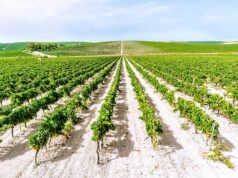 La Ruta del Vino impulsa la protección de los viñedos del Marco de Jerez La Ruta del Vino impulsa la protección de los viñedos del Marco de Jerez