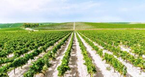 La Ruta del Vino impulsa la protección de los viñedos del Marco de Jerez La Ruta del Vino impulsa la protección de los viñedos del Marco de Jerez
