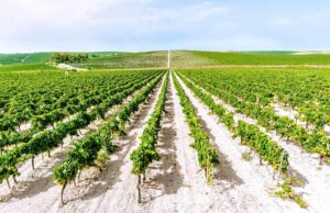 La Ruta del Vino impulsa la protección de los viñedos del Marco de Jerez La Ruta del Vino impulsa la protección de los viñedos del Marco de Jerez